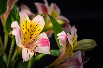 Alstroemeria, close-up, macro.