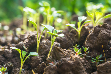 Young plant in the morning with sun light