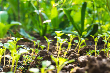 Small little plant on pile of soil with sun beam