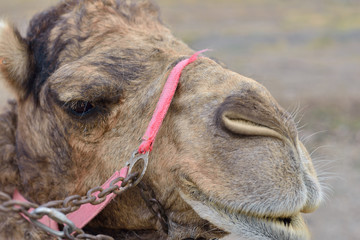 t&ecirc;te de dromadaire