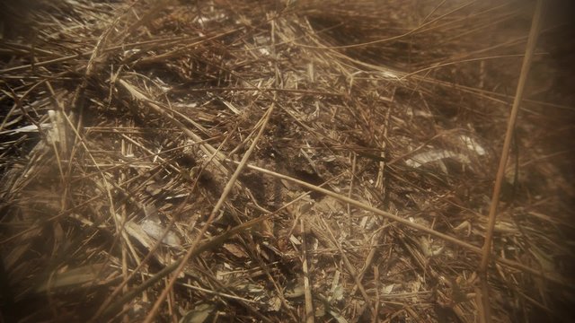 Earthen Wasp Brings Out of Its Habitat Extra Resources