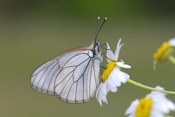Pieridae / Alıç Kelebeği / Black-veined White / Aporia crataegi