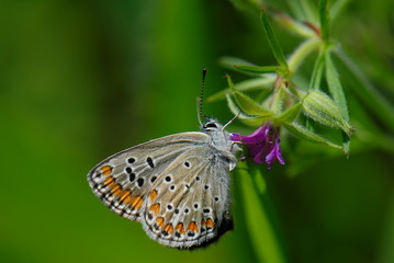 Lycaenidae / Çokgözlü Esmer /  Polyommatus agestis