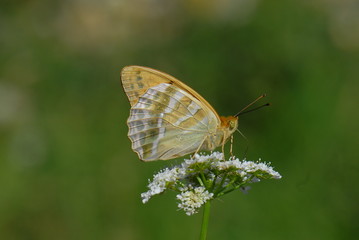 Nymphalidae / Bahadır /  Argynnis pandora