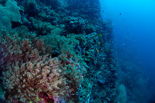 Deep sea coral reef full of soft corals.