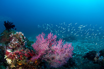 School of fishes swims over the beautiful pink coral.