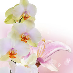 Fototapeta na wymiar Orchid with lily.Flower bouquet