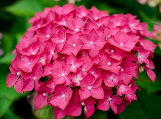 Hydrangea
