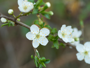 Fleurs d'arbre