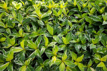 Obraz premium green leaves background with sunlight