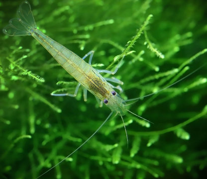 Yamato shrimp