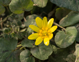 an&eacute;mone sauvage