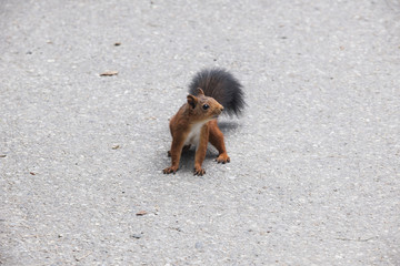 Red squirrel on road