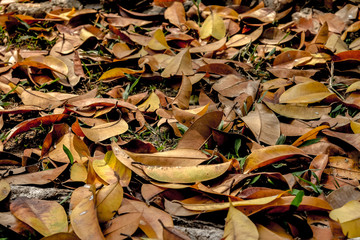 fallen leaf focus on center with warm tone