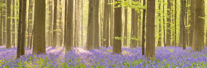 Blooming bluebell forest of Hallerbos in Belgium
