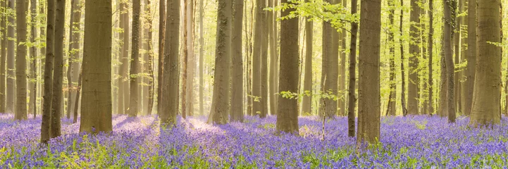 Foto auf Alu-Dibond Blooming bluebell forest of Hallerbos in Belgium © sara_winter