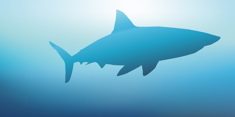 Requin blanc