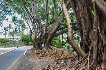 Tree roots above the soil, Kauai, Hawaii
