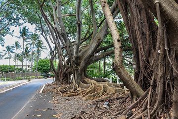 Obraz premium Tree roots above the soil, Kauai, Hawaii 