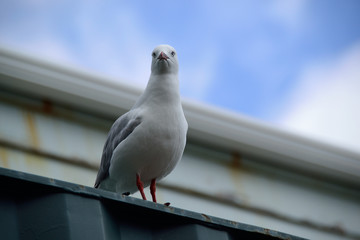 die fokussierende Möwe