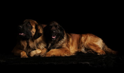 Leonberg en studio sur fond noir