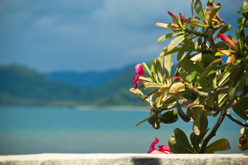 Pinke Blüten und grüne Blätter auf einem Strauch über einer Steinmauer mit Meer und Bergen im Hintergrund