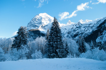 Fototapeta premium The snowy world