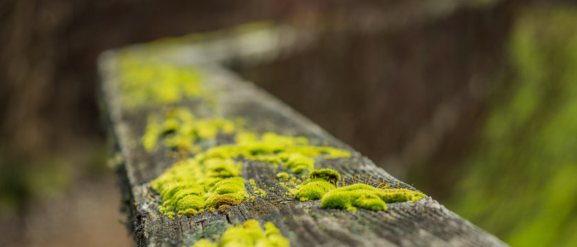Fototapeta wooden railing covered with moss, black and white photo