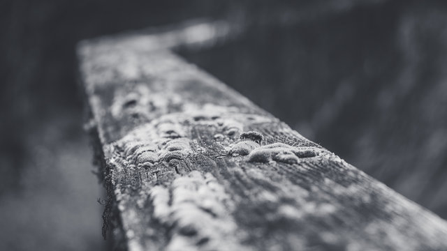 Fototapeta wooden railing covered with moss, black and white photo