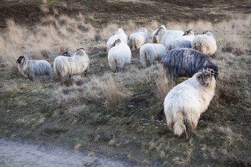 horned sheep and yellow grass on the moor near Zeist in the neth