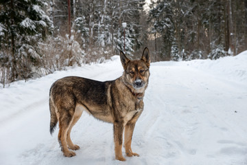 Dog with nose snow in the winter forest