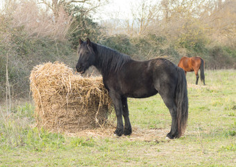 Cheval