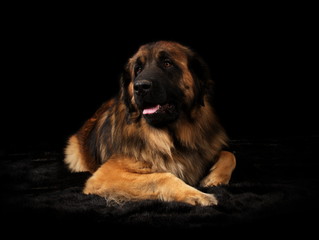 Leonberg en studio sur fond noir