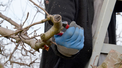 Pruning apple tree