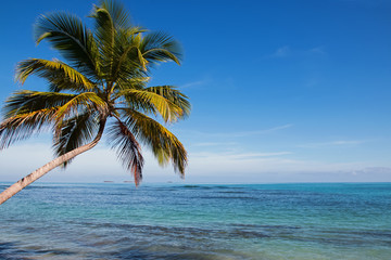 Fototapeta na wymiar Tropic palm
