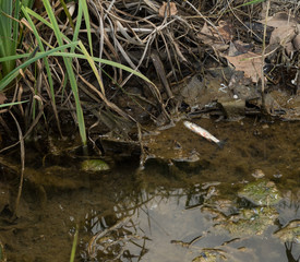 Poisson mort, rivière à sec