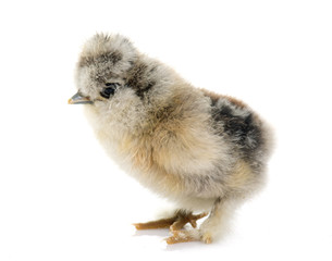 young silkie chicken © cynoclub