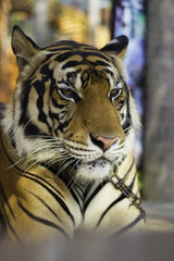 Behavior of the tiger