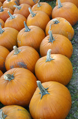 Orange pumpkins in rows