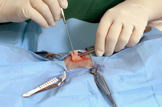 Le v&eacute;t&eacute;rinaire chirurgien op&egrave;re une chatte d'une ovariectomie. L'ablation chirurgicale de ovaires..Un mat&eacute;riel de laboratoire chirurgicale, une anesth&eacute;sie g&eacute;n&eacute;rale.