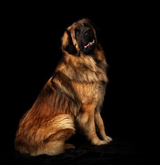Leonberg en studio sur fond noir