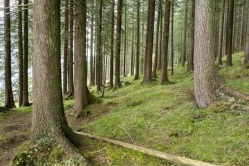 Fototapeta premium Nadelwald im Sommer