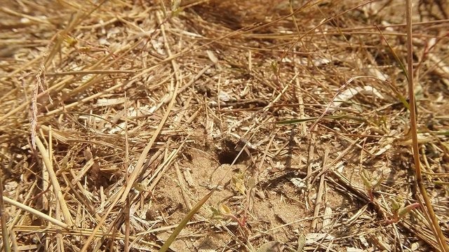 Digger Wasps go Through an Earth Entrance Covered With Dry Grass