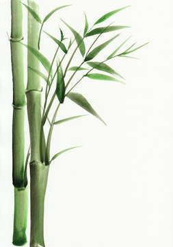 Bamboo original watercolor painting. Asian style.