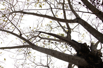Details of tree In the view quaint