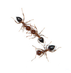 ants on a white background