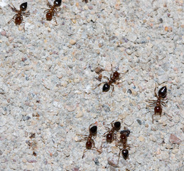 ants on a concrete wall
