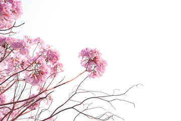 Pink flowers, pink trumpet tree