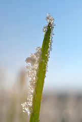Frozen green grass close up. Nature background.