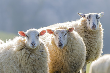 Three back lit sheep staring into camera © Chrispo